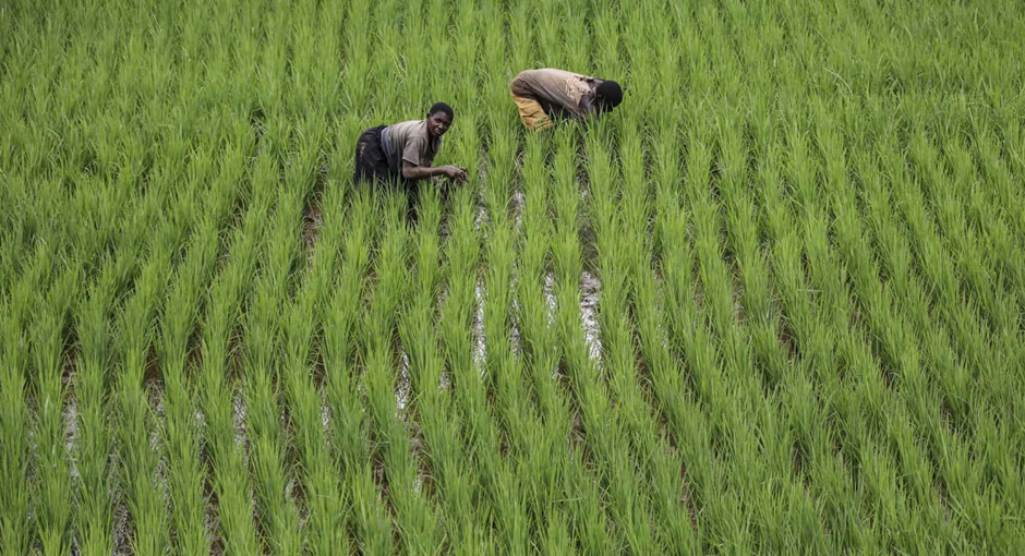 Campos de arroz na Guiné-Bissau correm risco de inundação devido à chuva