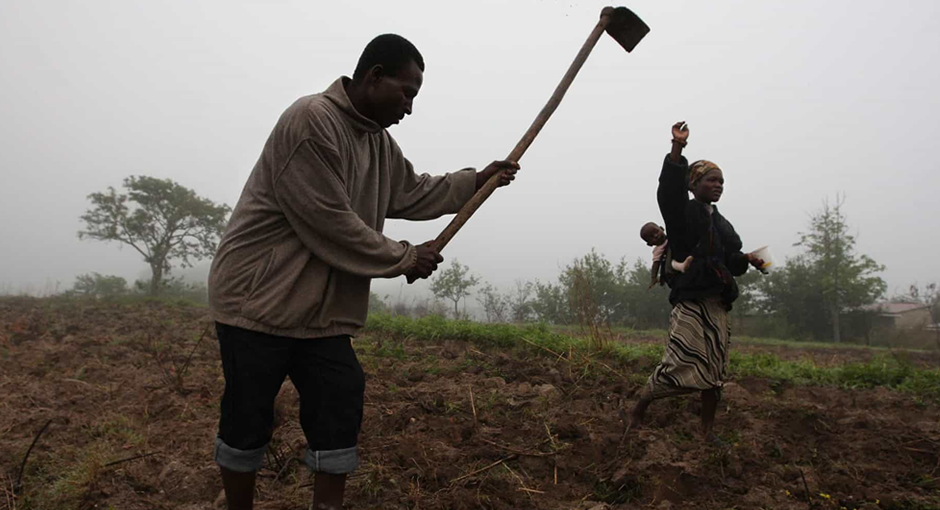 Guiné lança projeto Agricultura Clima-Inteligente para zona leste