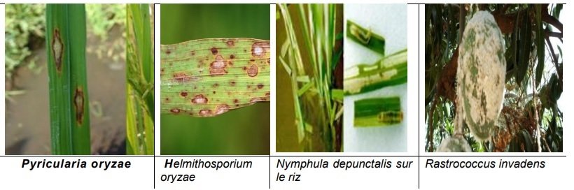 PLAN DE GESTION DES PESTES ET PESTICIDES (PGPP) GUINEE BISSAU